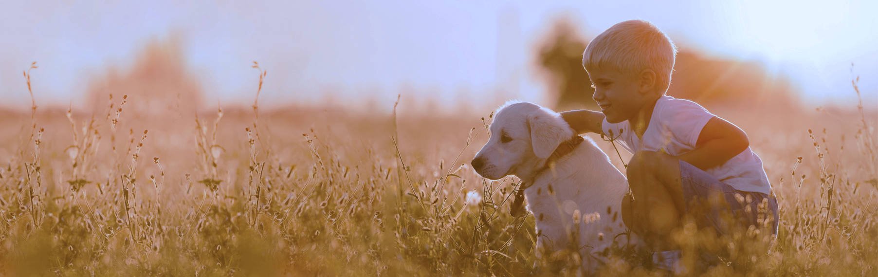 Buy a Puppy in Wichita, KS banner