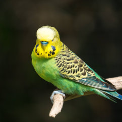 Birds for Sale