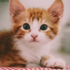 Kittens for Sale