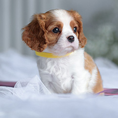 Puppies for Sale