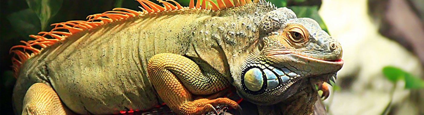 Reptiles Available