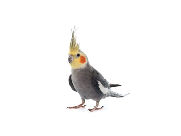[#13363] ASSORTED COLORS Cockatiel Birds for Sale
