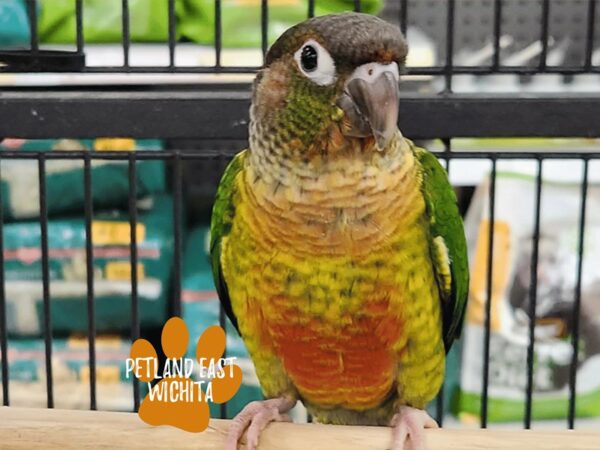 [#13332] Yellow Sided Green Cheek Conure Birds for Sale