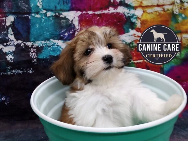 Havanese teddy bear puppies for sale hot sale