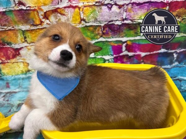 Petland Wichita Kansas Buy Puppies Pet Supplies Food