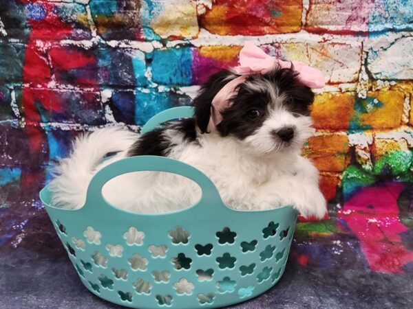 [#19038] Black / White Female Coton De Tulear Puppies for Sale