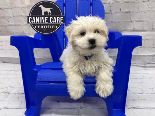 [#19064] White and Biscuit Male Latese Puppies for Sale
