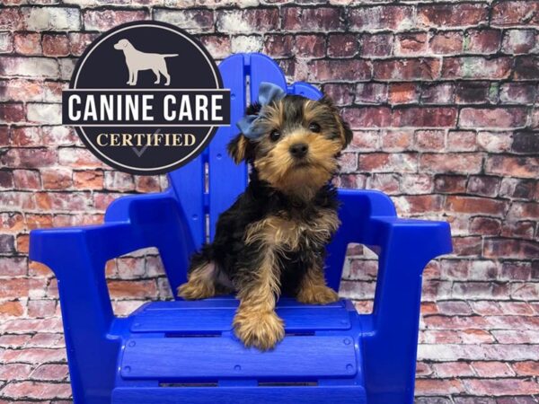 [#19085] Black / Tan Female Yorkiepoo Puppies for Sale