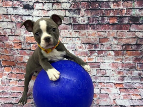 [#19084] Blue / White Female Boston Terrier Puppies for Sale