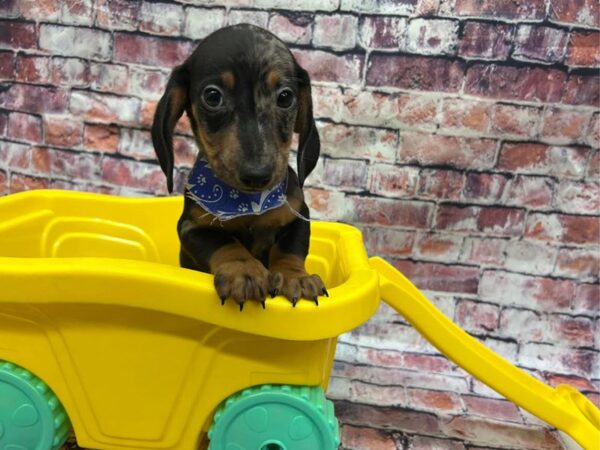 [#19093] Black Dapple Male Miniature Dachshund Puppies for Sale