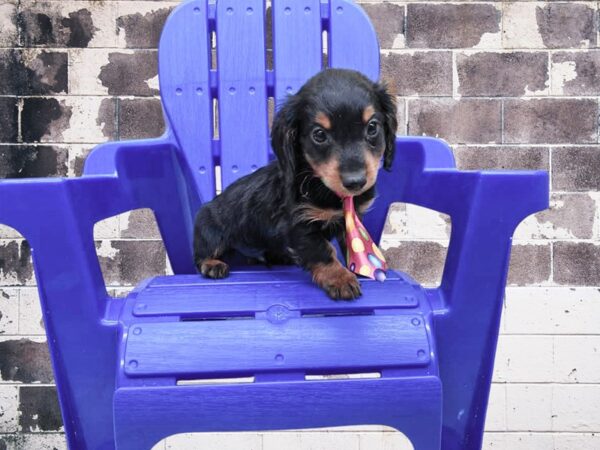 [#19099] Black / Tan Male Miniature Dachshund Puppies for Sale