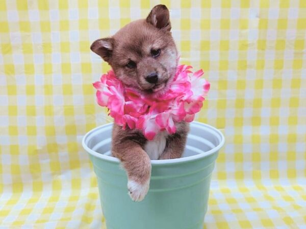 [#19101] Red Female Shiba Inu Puppies for Sale