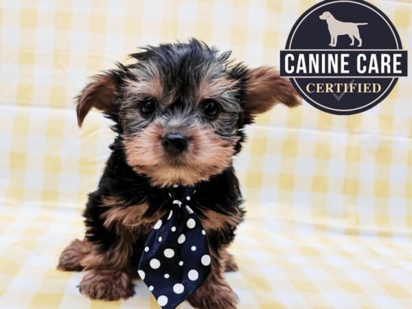 [#19095] Black/ Tan Male Yorkshire Terrier Puppies for Sale