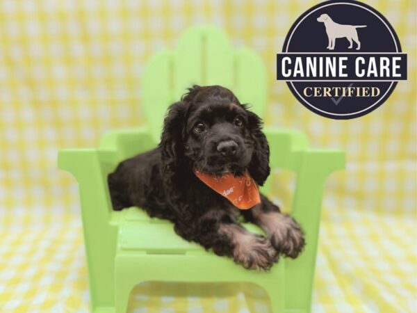 [#19100] Black Male Cocker Spaniel Puppies for Sale