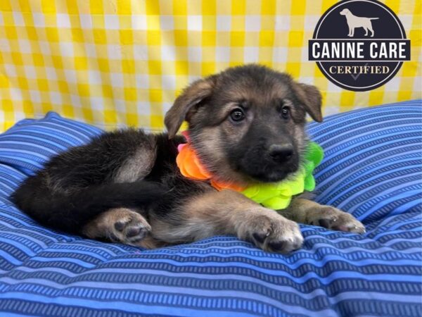 [#19097] Black / Tan Female German Shepherd Puppies for Sale