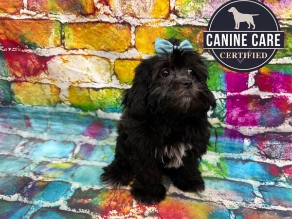[#19114] Black Female Shih Poo Puppies for Sale