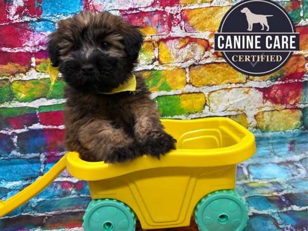 [#19107] Wheaten Male Soft Coated Wheaten Terrier Puppies for Sale