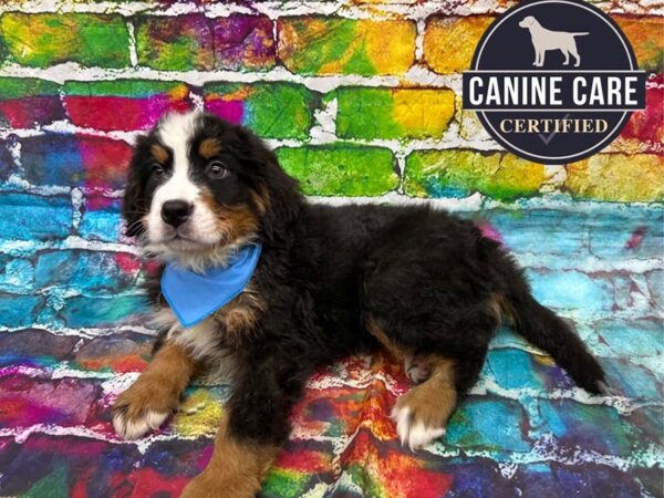 [#19104] Black Rust and White Male Bernese Mountain Dog Puppies for Sale