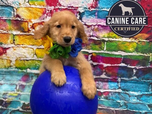 [#19106] Golden Female Golden Retriever Puppies for Sale