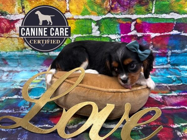 [#19102] Black and White Female Cavalier King Charles Spaniel Puppies for Sale