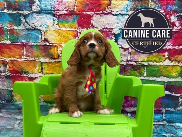 [#19103] Ruby Male Cavalier King Charles Spaniel Puppies for Sale