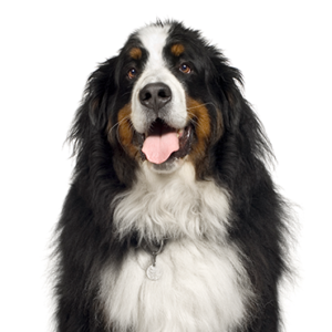 Bernese Mountain Dog