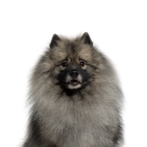 Keeshond