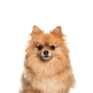 Pomeranian Puppies Breed Info Petland Wichita Kansas