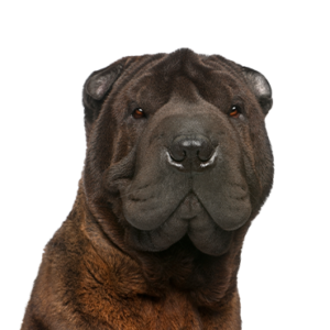 Shar-Pei