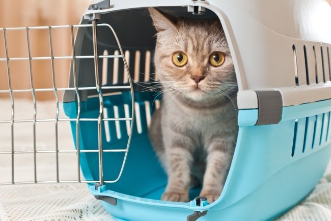 Cat Supplies Accessories Petland Wichita Kansas