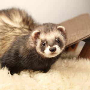 Small Animals for Sale – Petland Wichita, Kansas Pet Store Small Animals for Sale – Petland Wichita, Kansas Pet Store
