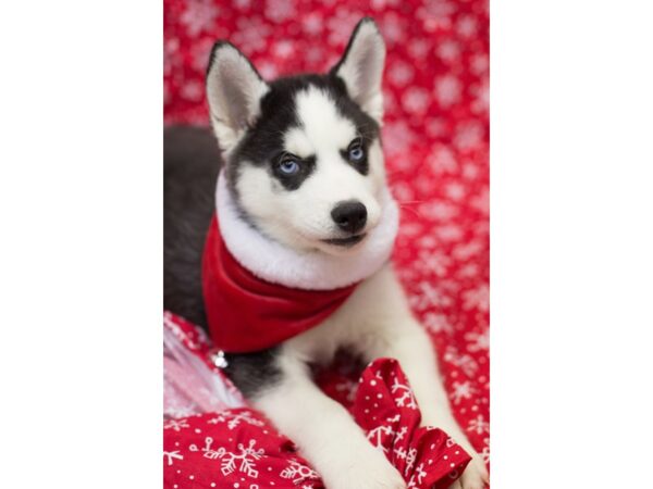 Siberian Husky DOG Male Black and White 11723 Petland Wichita, Kansas