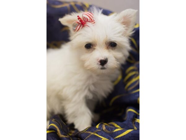 Toy Pompoo DOG Female White 11715 Petland Wichita, Kansas