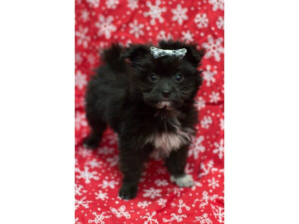 Maltipom DOG Female Black and White 11712 Petland Wichita, Kansas