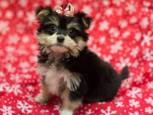 Maltipom DOG Female Black, Tan and White 11710 Petland Wichita, Kansas