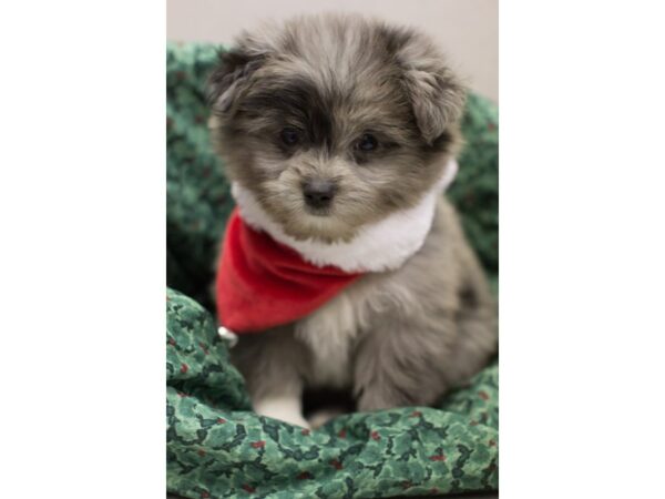 Maltipom-DOG-Male-Blue Merle-11709-Petland Wichita, Kansas