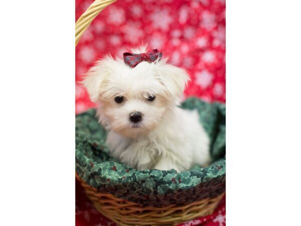 Maltese DOG Female White 11708 Petland Wichita, Kansas