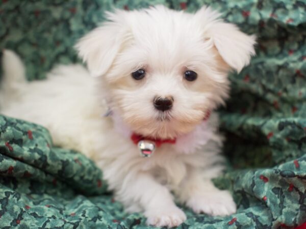 Maltese-DOG-Female-White-11707-Petland Wichita, Kansas