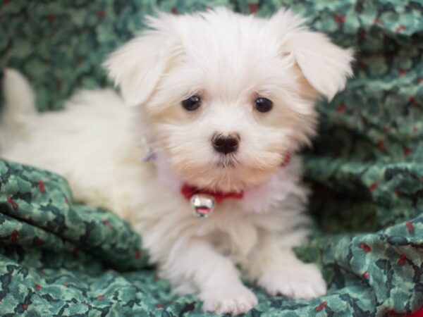 Maltese DOG Female White 11707 Petland Wichita, Kansas