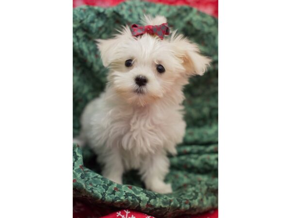 Maltese-DOG-Female-White-11706-Petland Wichita, Kansas