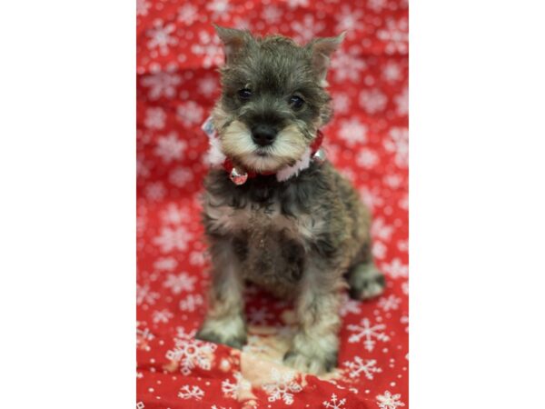 Miniature Schnauzer DOG Female Salt and Pepper 11763 Petland Wichita, Kansas