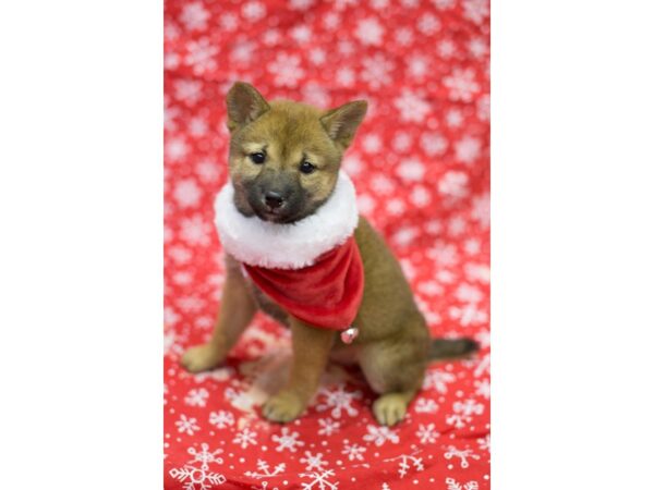 Shiba Inu-DOG-Male-Sesame-11758-Petland Wichita, Kansas