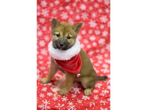 Shiba Inu DOG Male Sesame 11758 Petland Wichita, Kansas