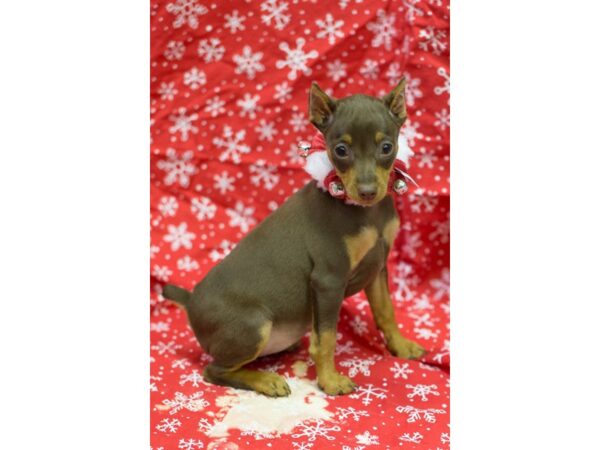 Miniature Pinscher DOG Female Chocolate 11739 Petland Wichita, Kansas