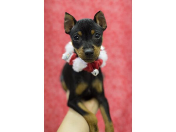 Miniature Pinscher-DOG-Female-Black and Rust-11737-Petland Wichita, Kansas