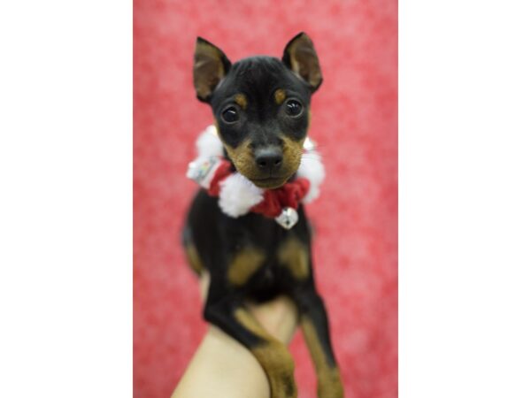 Miniature Pinscher DOG Female Black and Rust 11737 Petland Wichita, Kansas