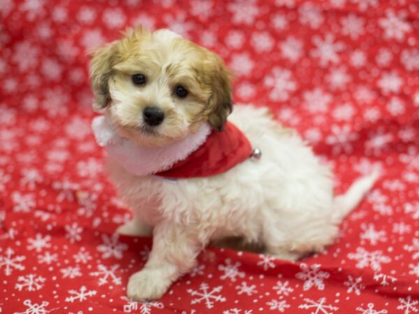 Havapoo DOG Male Red and White 11762 Petland Wichita, Kansas