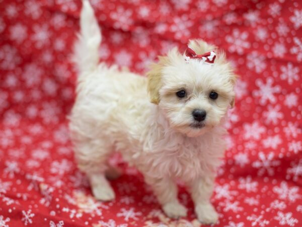 Havapoo-DOG-Female-Red and White-11761-Petland Wichita, Kansas