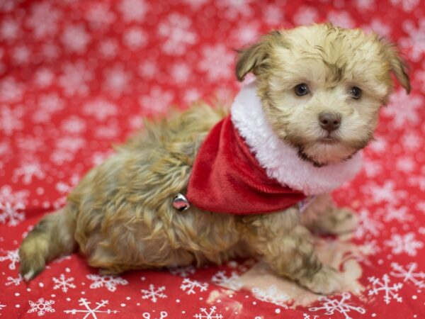 Havanese DOG Male Chocolate and White 11760 Petland Wichita, Kansas