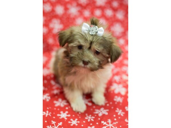 Havanese DOG Female Chocolate and White 11759 Petland Wichita, Kansas